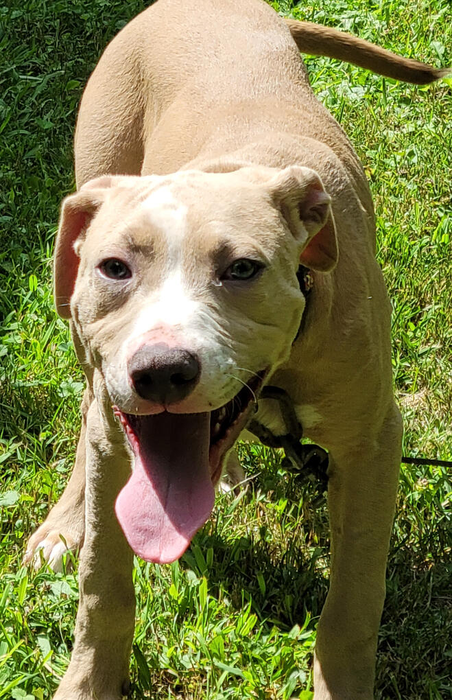 Pitbull B