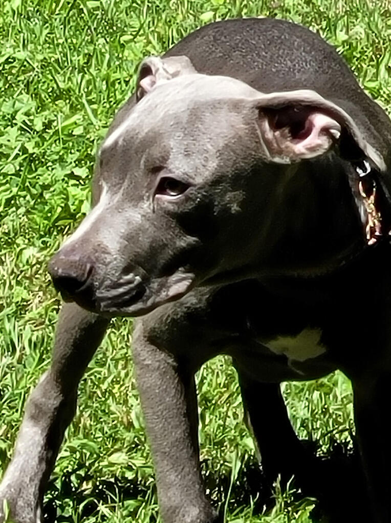 Pitbull M
