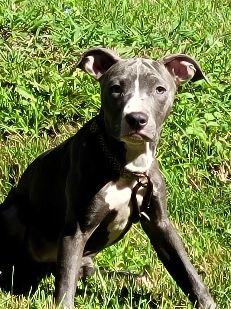 Pitbull T