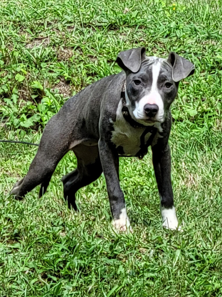 Pitbull D